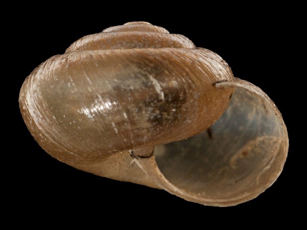 Pseudotrichia rubiginosa, Foto SMNS/ Mike Severns