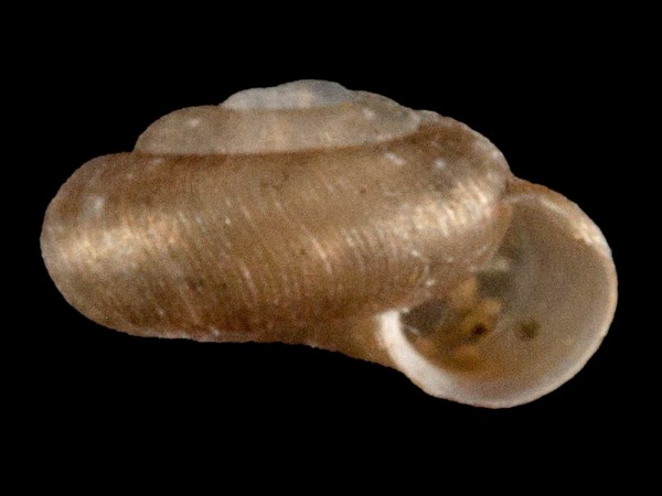 Punctum pygmaeum, Foto SMNS/ Mike Severns