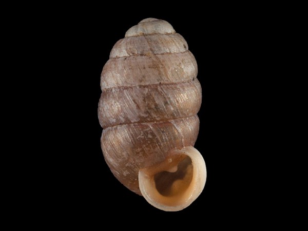 Pupilla bigranata, Foto SMNS/ NN