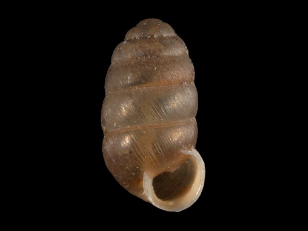 Pupilla muscorum, Foto SMNS/ Mike Severns