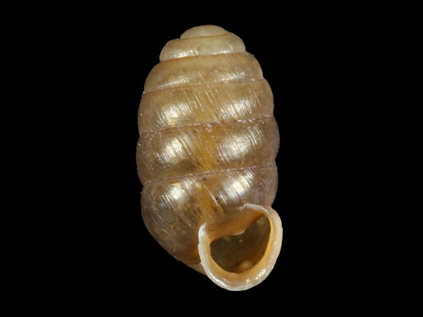 Pupilla pratensis, Foto SMNS/ Ira Richling