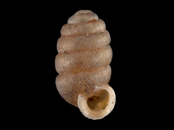 Pupilla sterrii, Foto SMNS/ Mike Severns