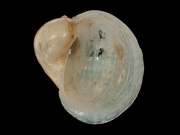 Radix ampla, Foto SMNS/ Mike Severns