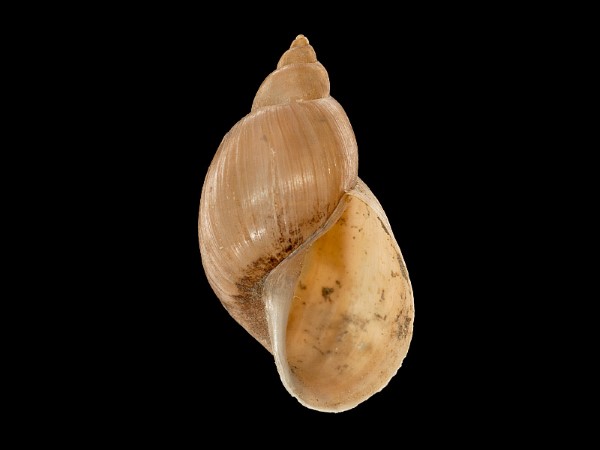 Radix labiata, Foto SMNS/ Mike Severns