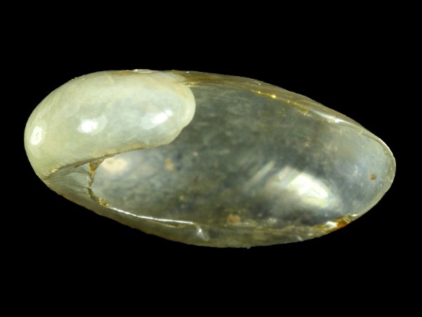 Semilimax kotulae, Foto SMNS/ Ira Richling