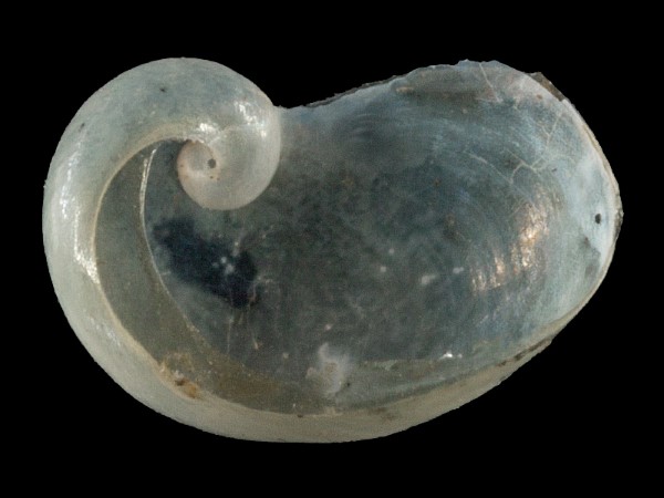 Semilimax semilimax, Foto SMNS/ Mike Severns