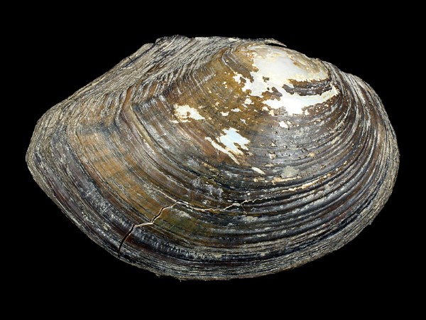 Sinanodonta woodiana, Foto SMNS/ Ira Richling