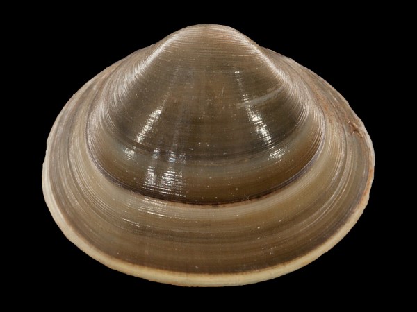 Sphaerium corneum, Foto SMNS/ Mike Severns