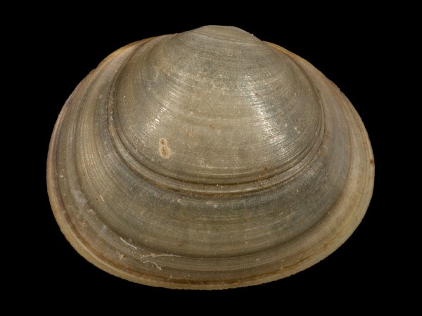 Sphaerium nucleus, Foto SMNS/ Mike Severns