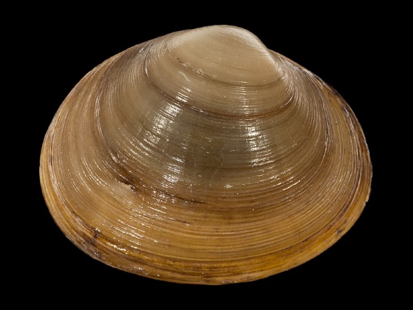 Sphaerium rivicola, Foto SMNS/ Mike Severns