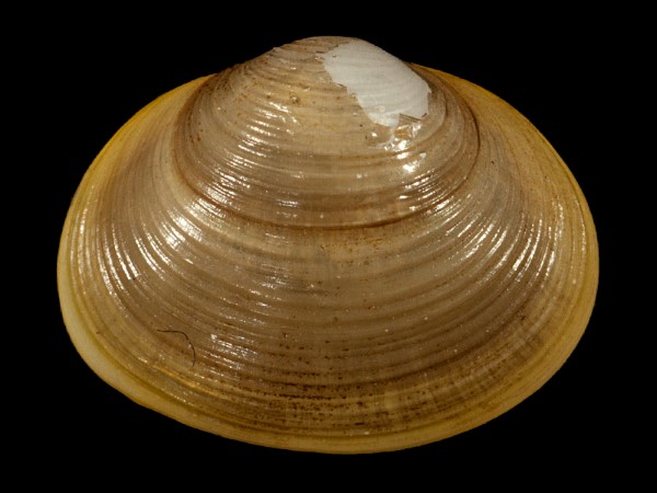 Sphaerium solidum, Foto SMNS/ Mike Severns