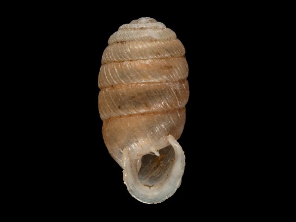 Sphyradium doliolum, Foto SMNS/ Mike Severns