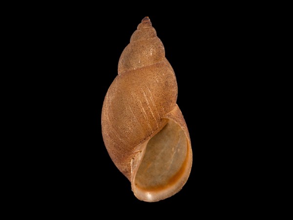 Stagnicola fuscus, Foto SMNS/ Mike Severns