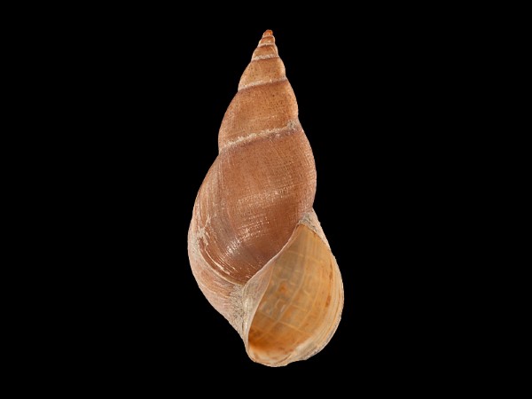 Stagnicola palustris, Foto SMNS/ Mike Severns