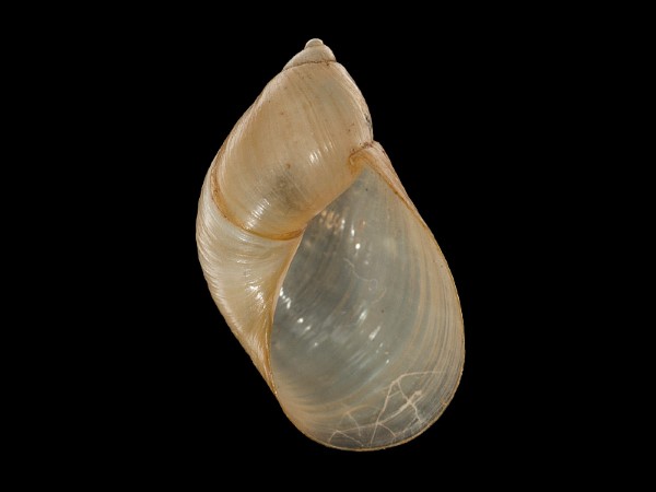 Succinea putris, Foto SMNS/ Mike Severns