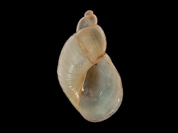 Succinella oblonga, Foto SMNS/ Mike Severns