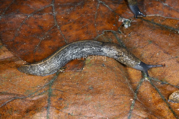 Tandonia budapestensis, Foto_Ira_Richling