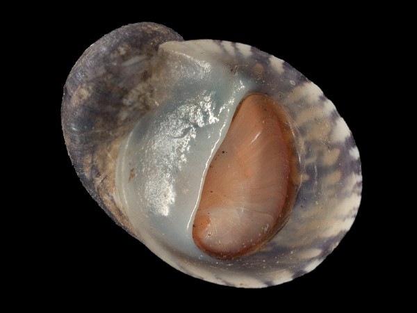 Theodoxus fluviatilis, Foto SMNS/ Mike Severns