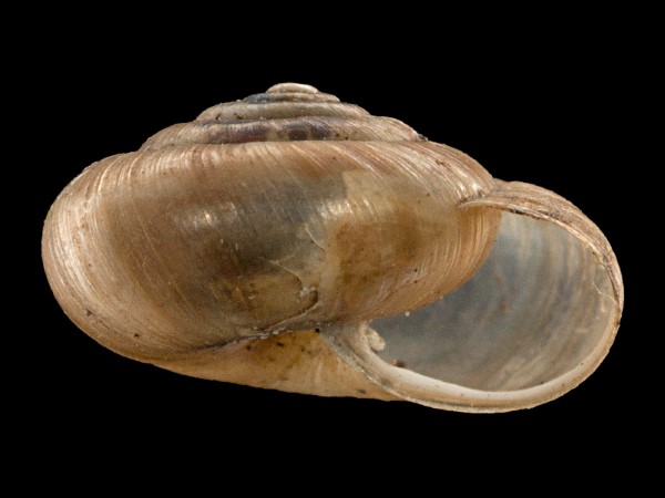 Trochulus clandestinus, Foto SMNS/ Mike Severns