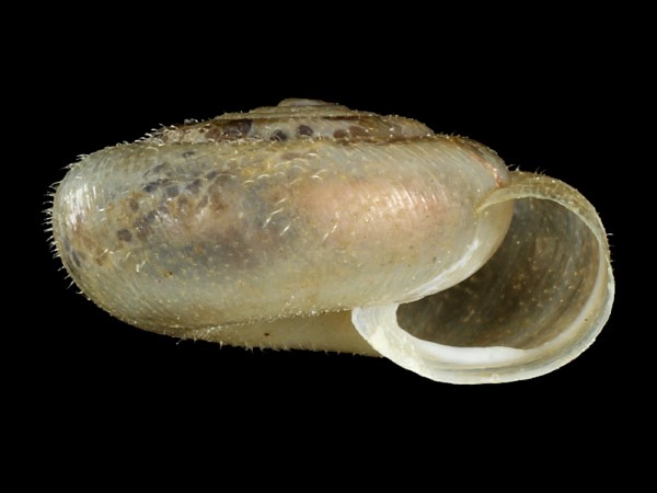 Trochulus hispidus, Foto SMNS/ Ira Richling