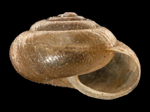 Trochulus sericeus, Foto SMNS/ Mike Severns