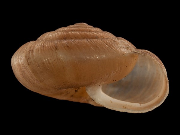 Trochulus striolatus, Foto SMNS/ Mike Severns