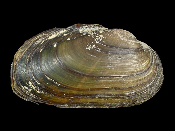 Unio crassus, Foto SMNS/ Ira Richling