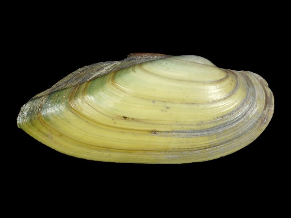 Unio pictorum, Foto SMNS/ Ira Richling