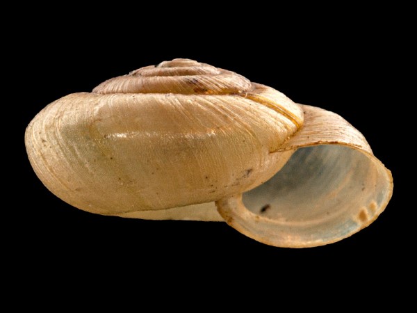 Urticicola umbrosus, Foto SMNS/ Mike Severns