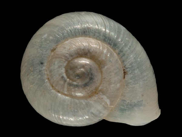 Vallonia excentrica, Foto SMNS/ Mike Severns
