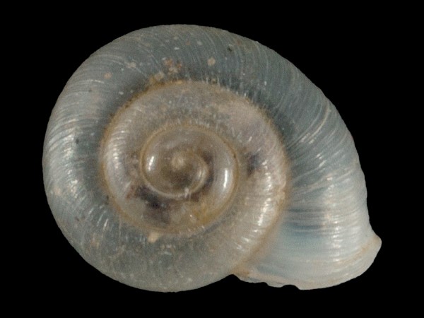 Vallonia pulchella, Foto SMNS/ Mike Severns