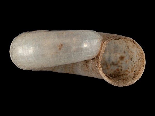 Valvata cristata, Foto SMNS/ Mike Severns