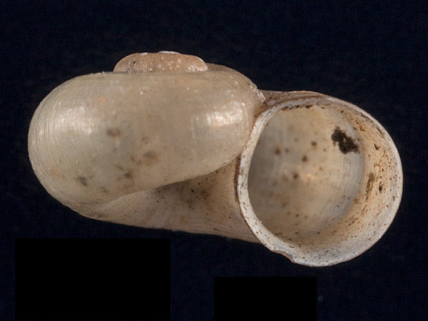 Valvata macrostoma, Foto SMNS/ Mike Severns