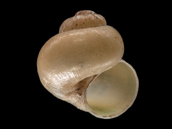 Valvata piscinalis, Foto SMNS/ Mike Severns