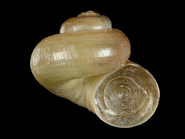 Valvata studeri, Foto SMNS/ Ira Richling