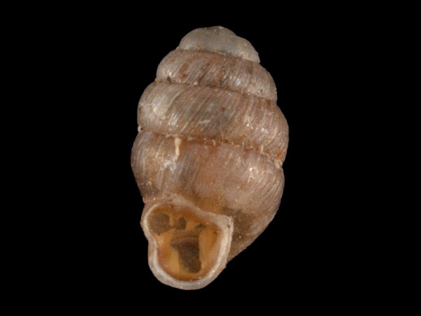 Vertigo angustior, Foto SMNS/ Mike Severns