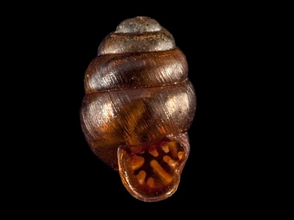 Vertigo antivertigo, Foto SMNS/ Mike Severns