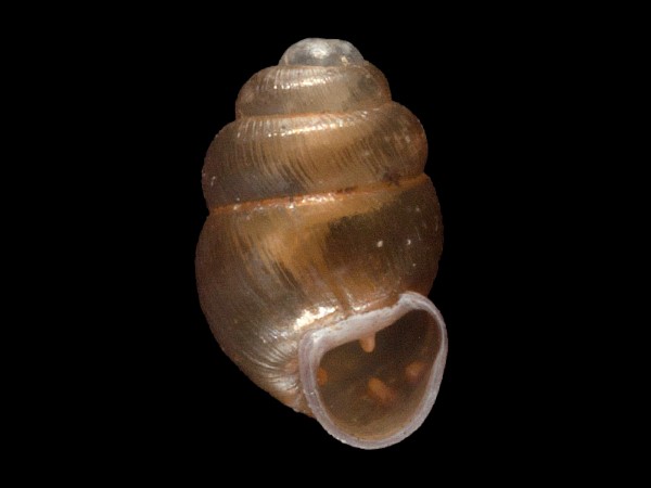 Vertigo geyeri, Foto SMNS/ Mike Severns