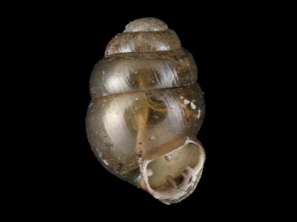 Vertigo lilljeborgi, Foto SMNS/ Juliana Bahia