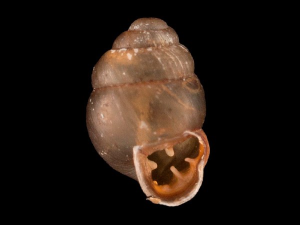 Vertigo moulinsiana, Foto SMNS/ Mike Severns