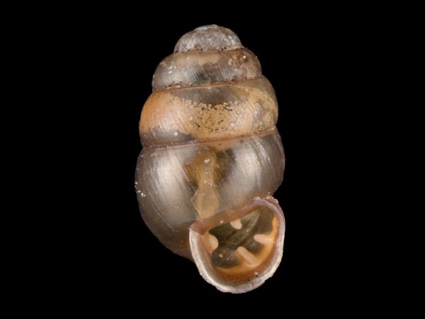 Vertigo pygmaea, Foto SMNS/ Juliana Bahia