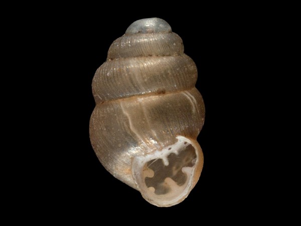 Vertigo substriata, Foto SMNS/ Mike Severns