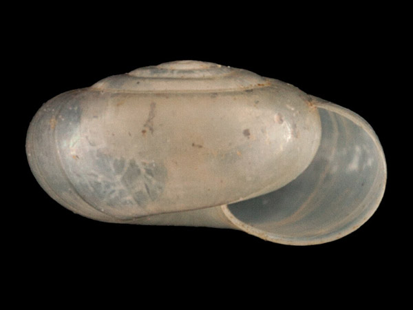 Vitrea crystallina, Foto SMNS/ Mike Severns