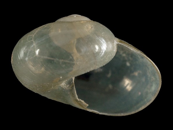 Vitrina pellucida, Foto SMNS/ Mike Severns