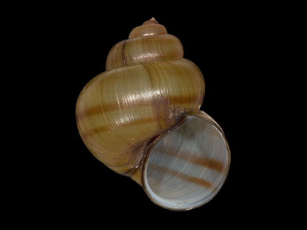 Viviparus contectus, Foto SMNS/ Mike Severns