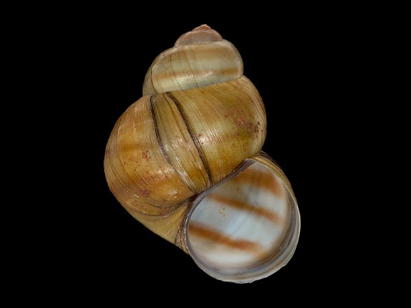 Viviparus viviparus, Foto SMNS/ Mike Severns