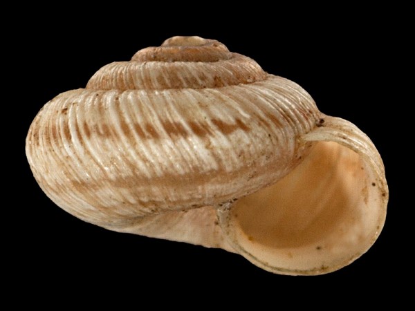 Xerocrassa geyeri, Foto SMNS/ Mike Severns