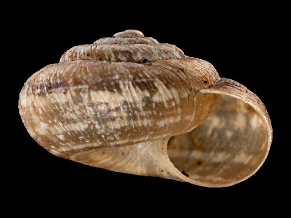 Xerotricha conspurcata, Foto SMNS/ Mike Severns