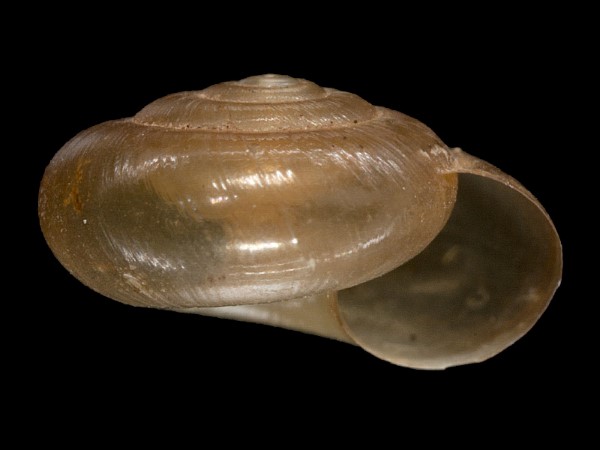 Zonitoides nitidus, Foto SMNS/ Mike Severns